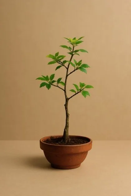 Rendering: a small tree in a terracotta pot